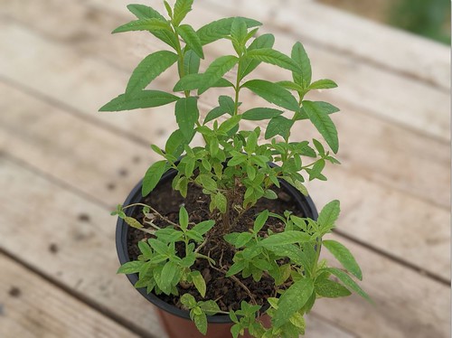 Verveine citronnelle